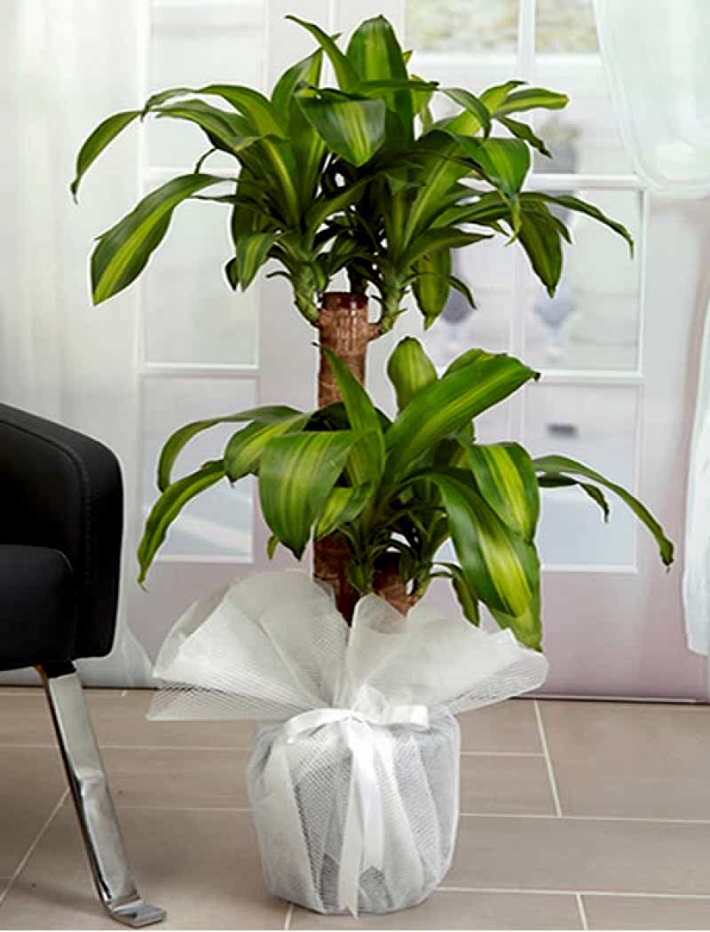 dracena-massengena-ikili