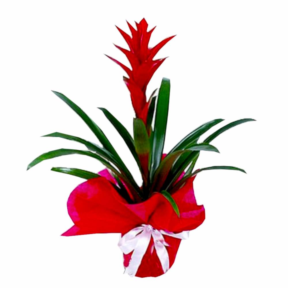 guzmania-cicegi