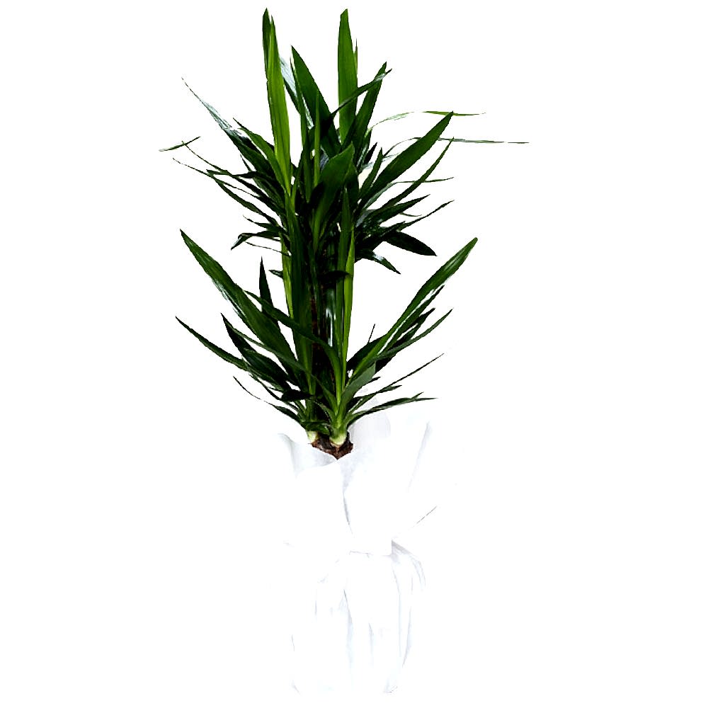 2-li-yucca-salon-bitkisi