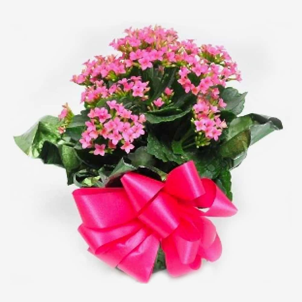 kalanchoe-saksi-bitkisi