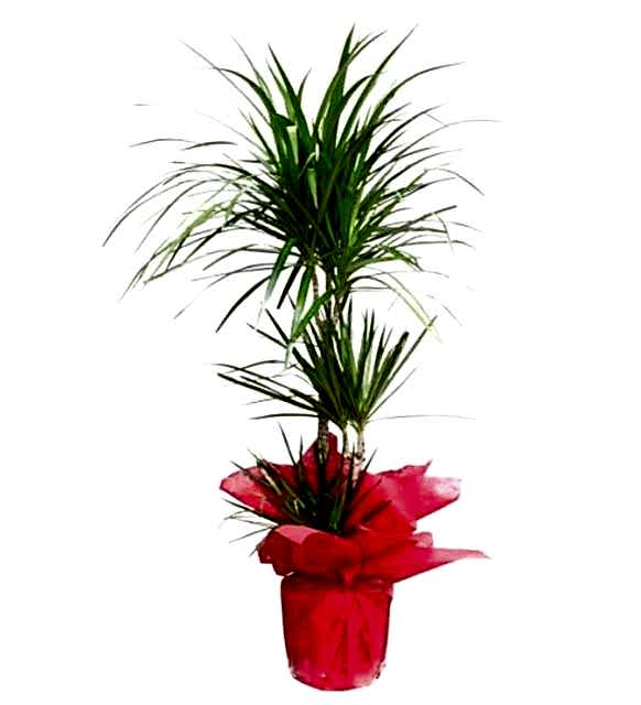 ikili-dracena-marginata