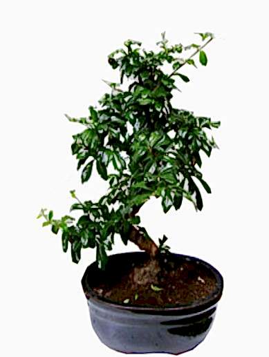 bonsai-saksi-cicegi
