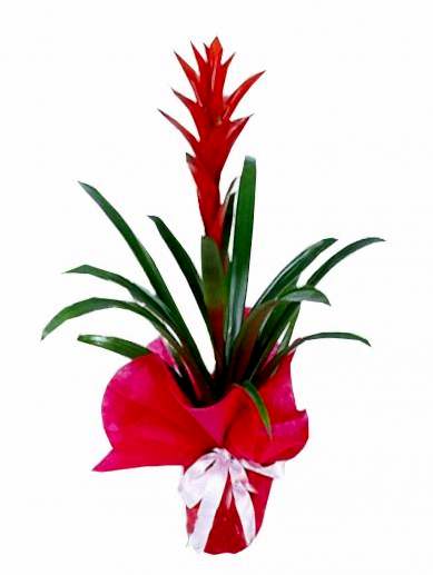 guzmania-cicegi