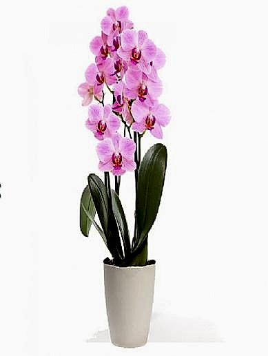 2-dalli-pembe-orkide
