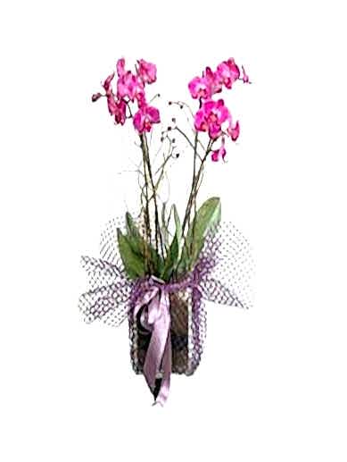 4-dalli-pembe-orkide