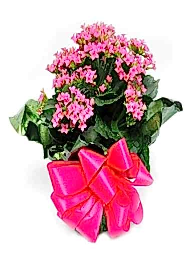 kalanchoe-saksi-bitkisi